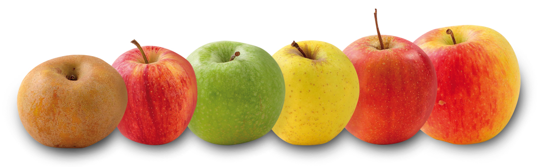 Pommes pour jus ou animaux - 5 x 12 kg (Production Duay / Pays VS)